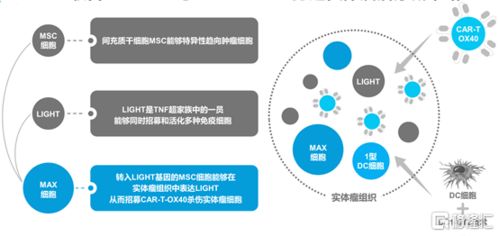 中国生物科技服务 8037.hk 自主创新car t疗法的明日之星